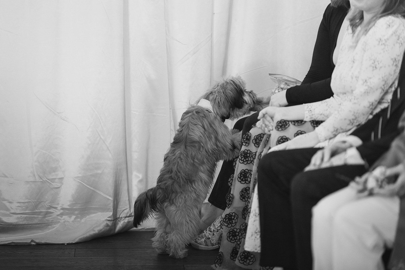 dog eats a treat from a wedding guest
